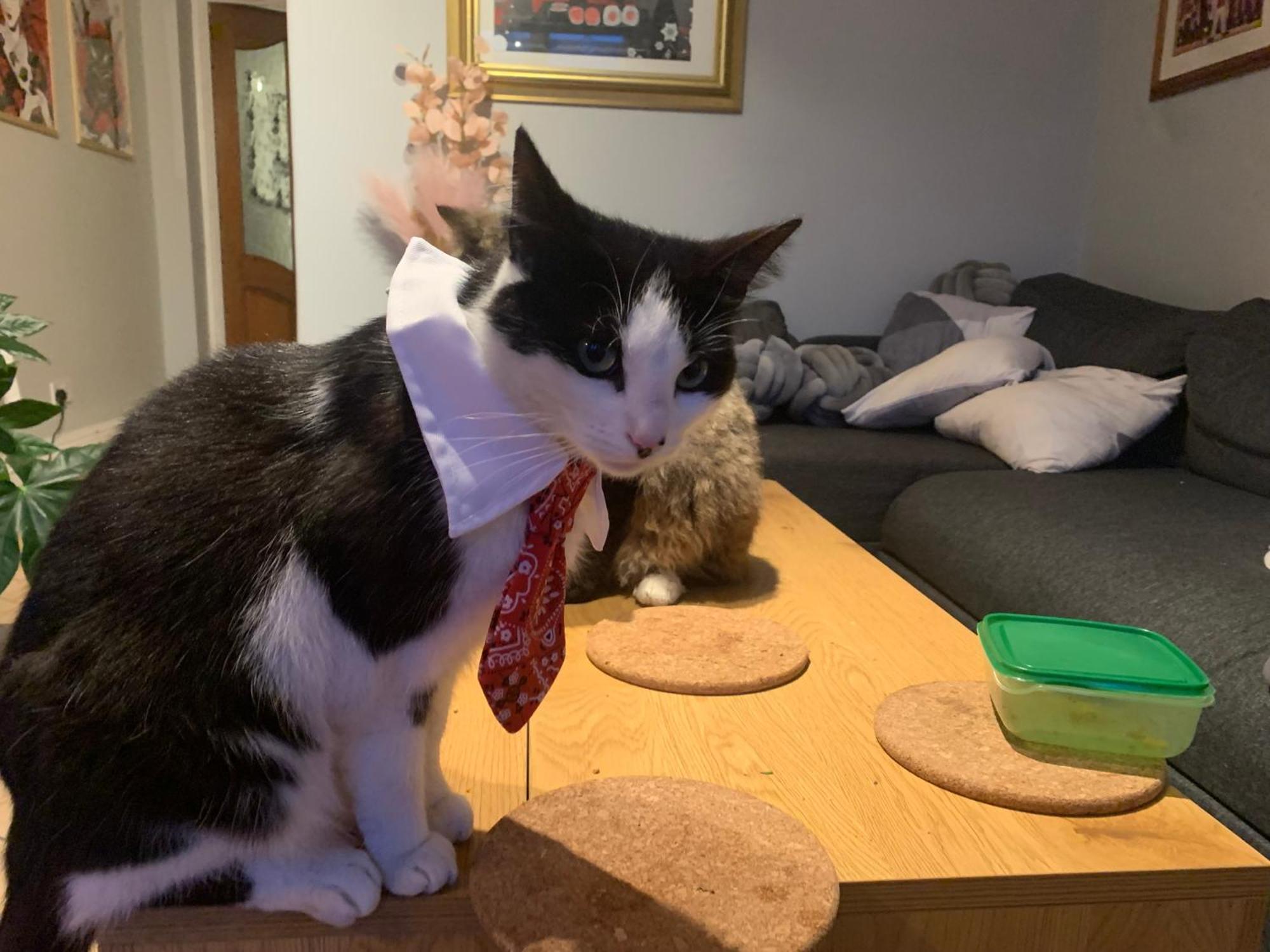 Wake Up With 2 Cats On Your Face دبلن المظهر الخارجي الصورة