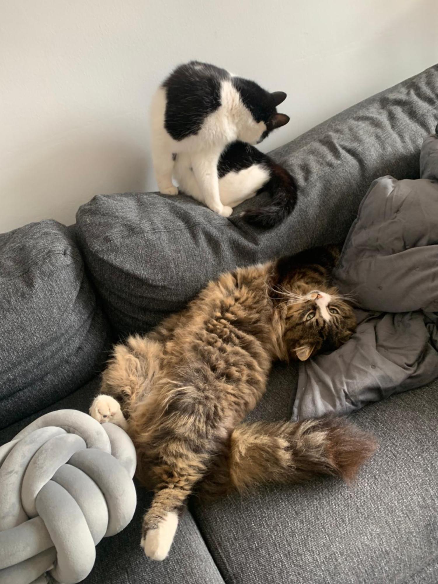 Wake Up With 2 Cats On Your Face دبلن المظهر الخارجي الصورة