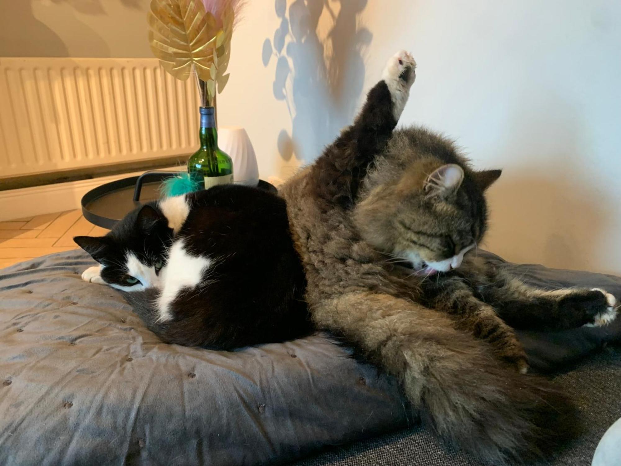 Wake Up With 2 Cats On Your Face دبلن المظهر الخارجي الصورة